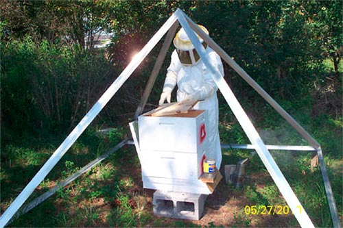 Apicultor tratando colmena abejas con pirámide