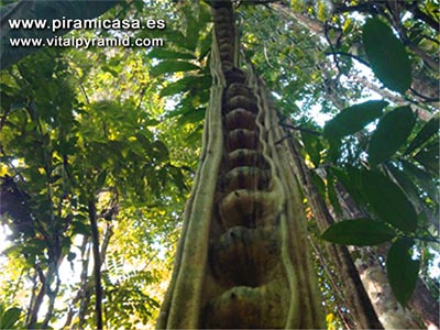 Enredadera Mil Hombres como antimosquitos