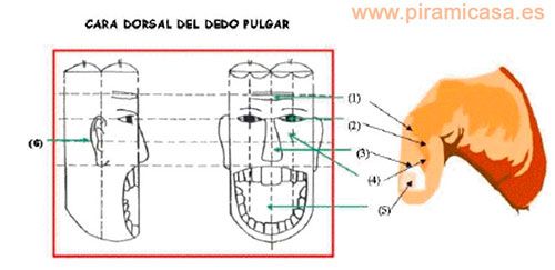 Minisistema analógico del pulgar invertido
