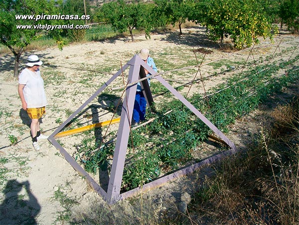 Tomateras en pirámide